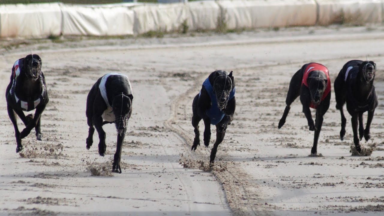 Ups & Downs - Training Greyhounds Ep.12