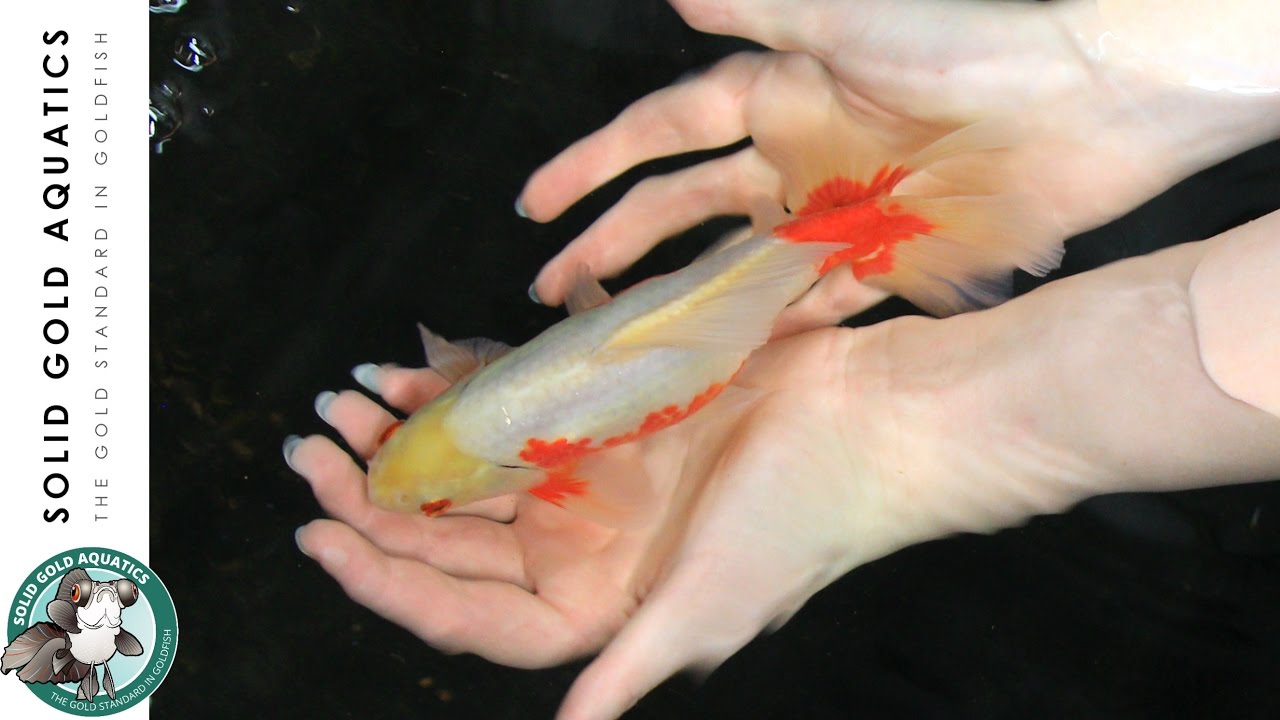 Goldfish UPDATE // Rare Jikins