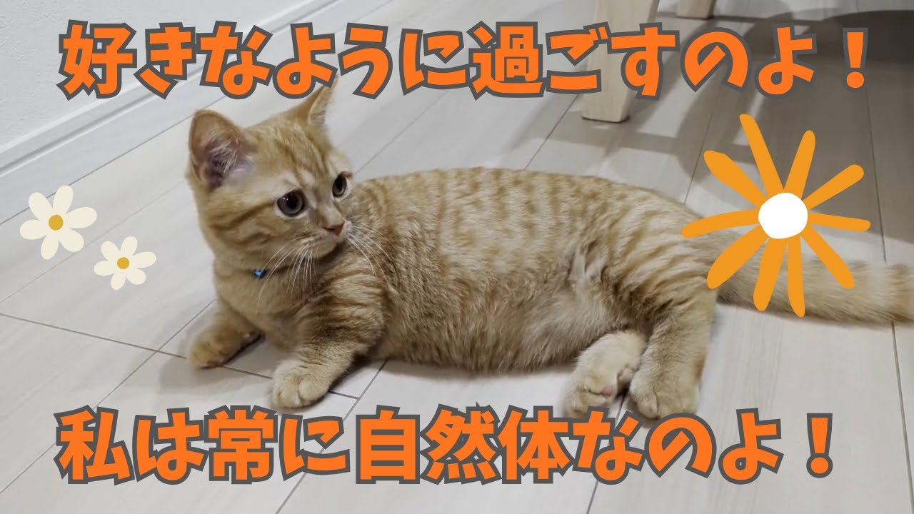 好きなように過ごすマンチカンが可愛い件