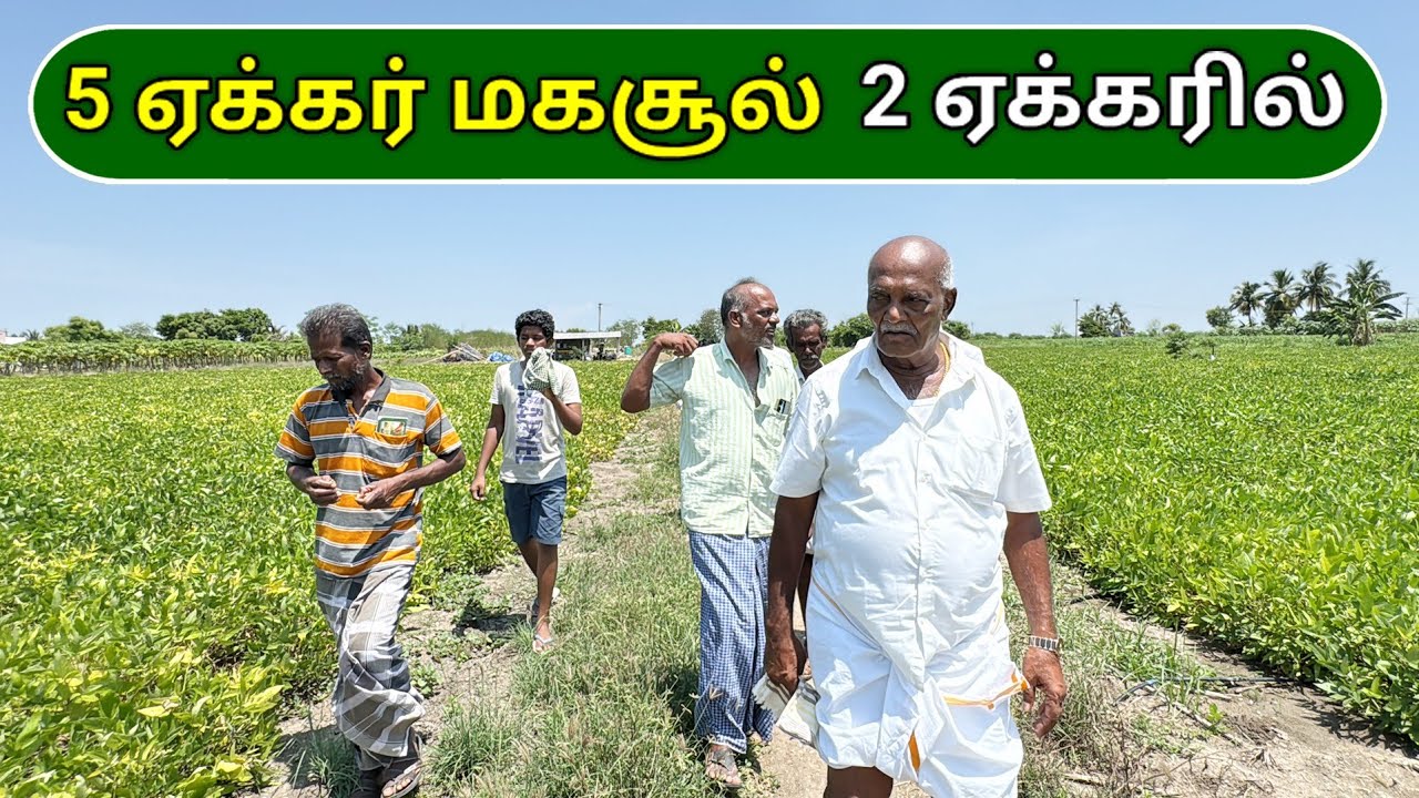 5 ஏக்கர் மகசூல் 2 ஏக்கரில் | 5 acres yield in 2 acres | Ponnus farming oil
