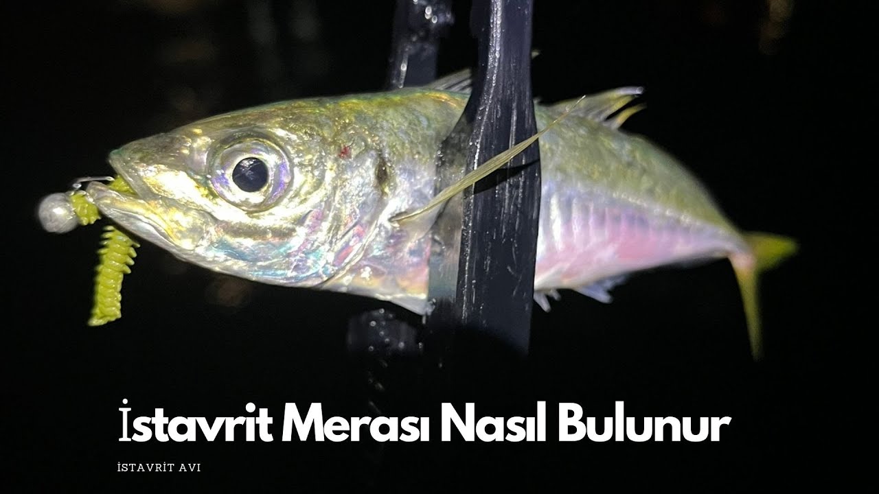 İSTAVRİT MERASI NASIL BULUNUR-LRF İLE İSTAVRİT AVI #balıkçılık #lrfavı #fishing