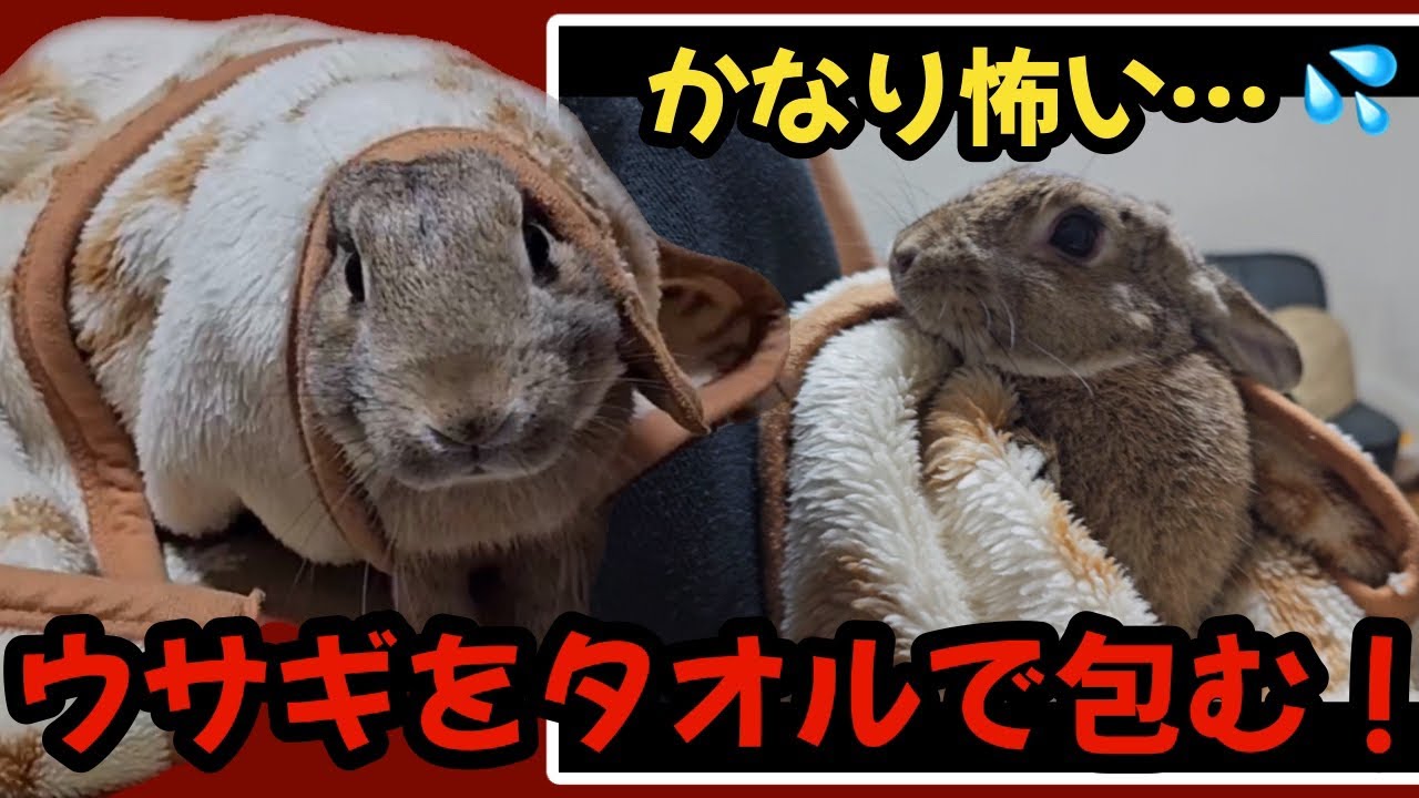 お薬・爪切りトレーニング！ウサギをタオルで包む！【281】うさ父どうが