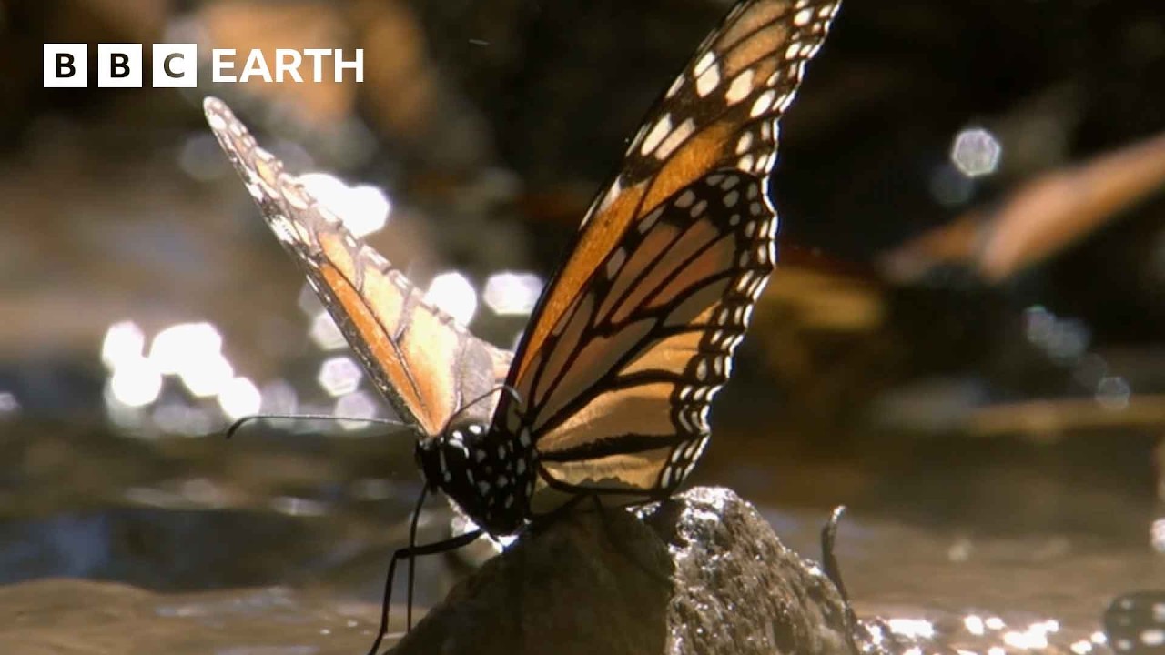 Zapierający dech w piersiach r&oacute;j 100 milion&oacute;w motyli | Wspaniałe pory roku na Ziemi | BBC Earth