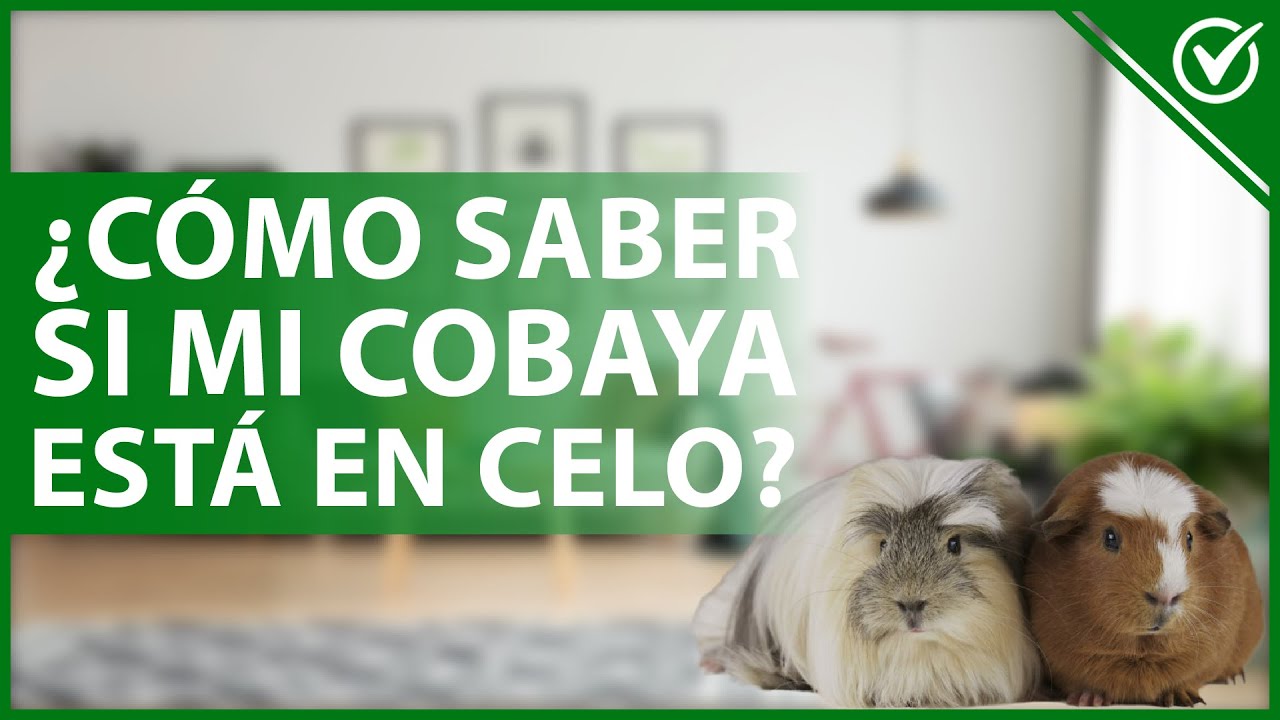 🐹 &iquest;C&oacute;mo saber si una COBAYA est&aacute; en CELO? - Identificaci&oacute;n en hembras y machos 🐹