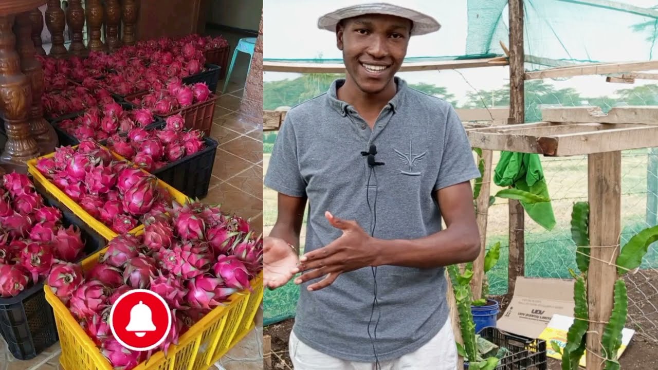 I Quit my job and started farming the most expensive fruit in kenya (Dragon fruit) success story