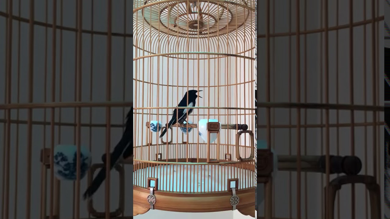 Kacer mania vietnam VIP - Magpie vietnam VIP
