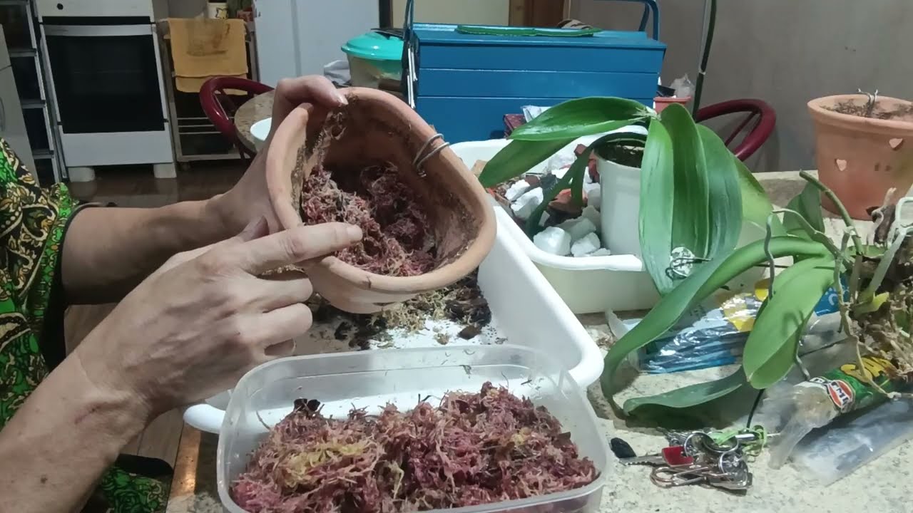 Replante de orquídeas phalaenopsis, salvando orquídeas phaleanopsis