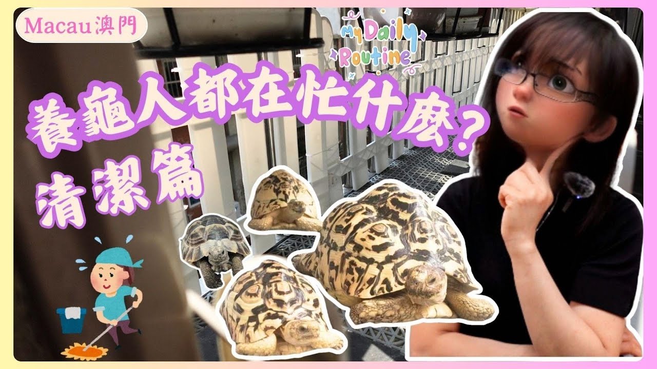 🇲🇴|豹紋陸龜│歐洲陸龜│這集不擼龜啦！養龜人的日常都在忙些什麽?清潔的日常都有些什麽?