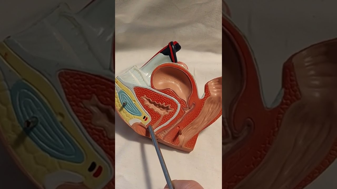 Der weibliche Urogenitaltrakt. Lage von Uterus Gebärmutter, Vagina Scheide und Ovarien Eierstöcke.