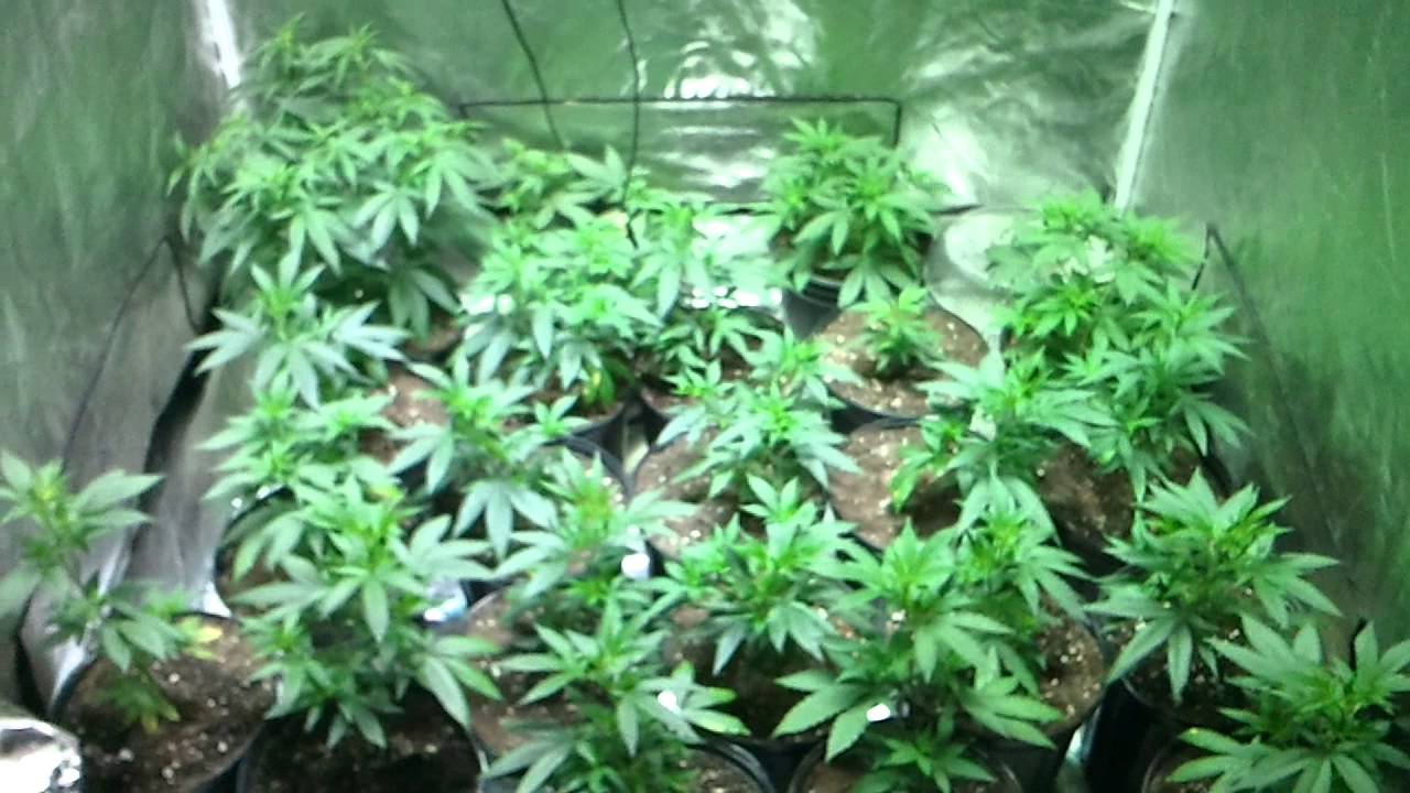Lush Lighting Dominator 2xXL Update