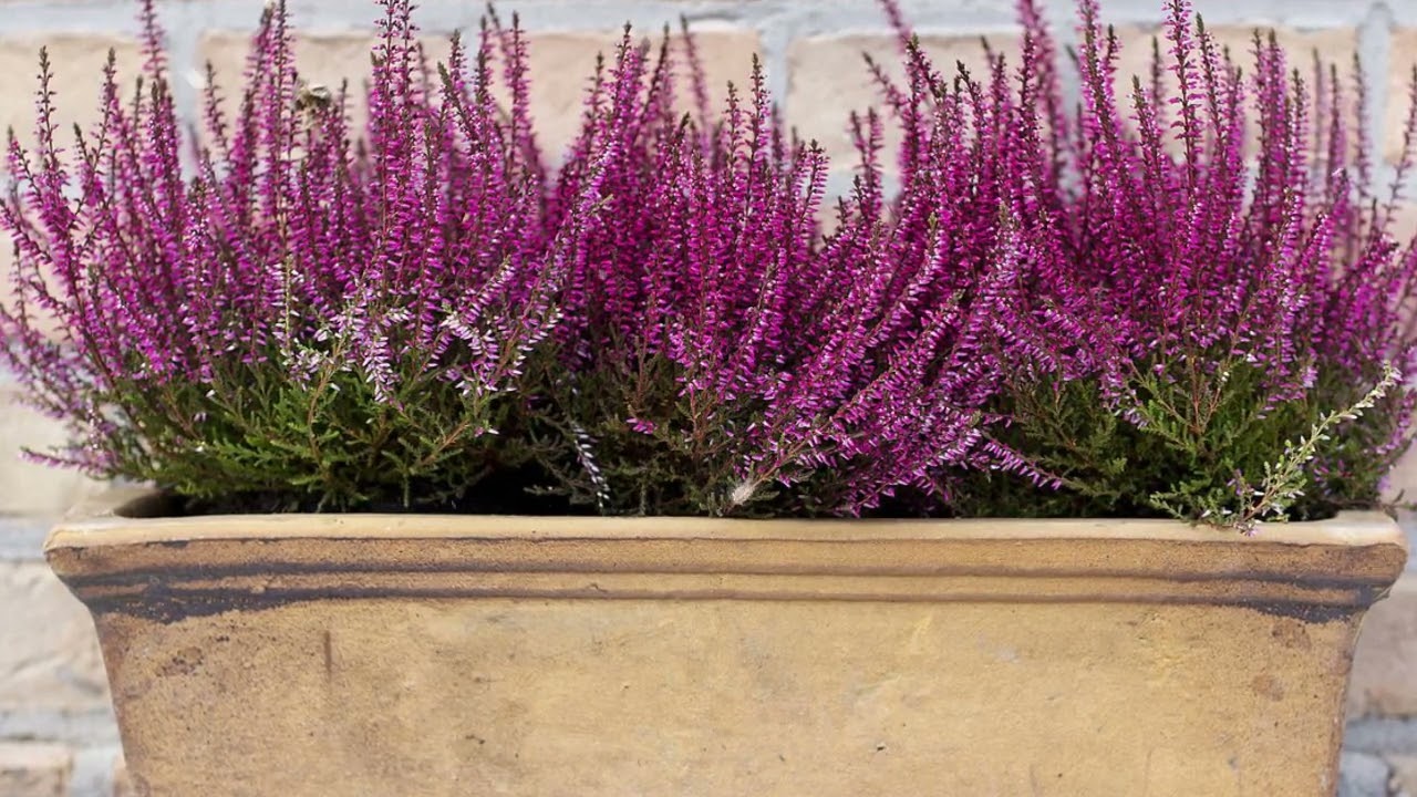 How to Grow Heather