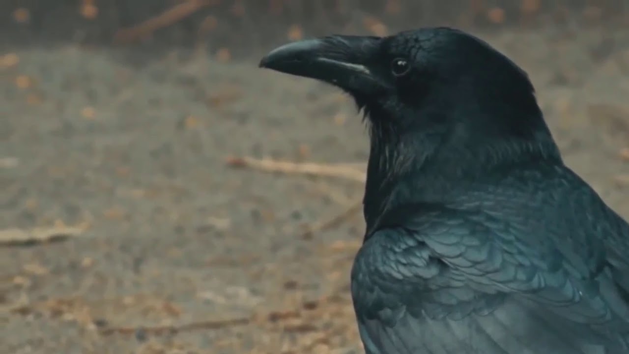 Dicen... Poesia Narrada por Nuria Rubio