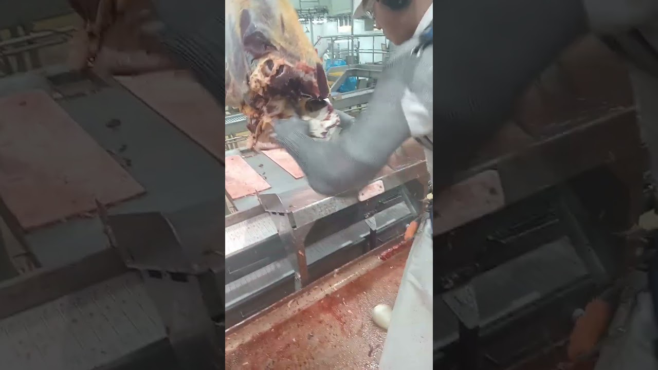 REAL NZ beef boning.