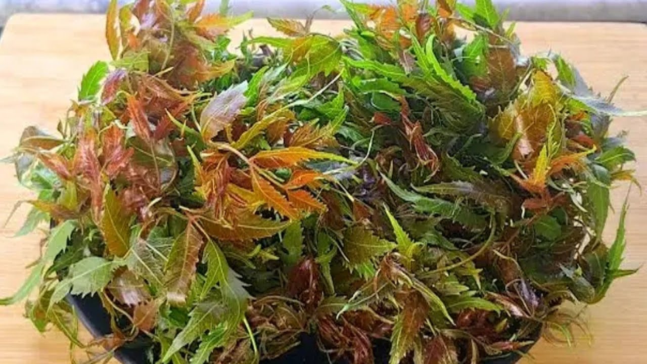 বসন্তে শরীর ভালো রাখতে কচি নিম পাতা এভাবে রান্না করুন কথা দিচ্ছি বাচ্চারাও চেয়ে খাবে || Neem Pata