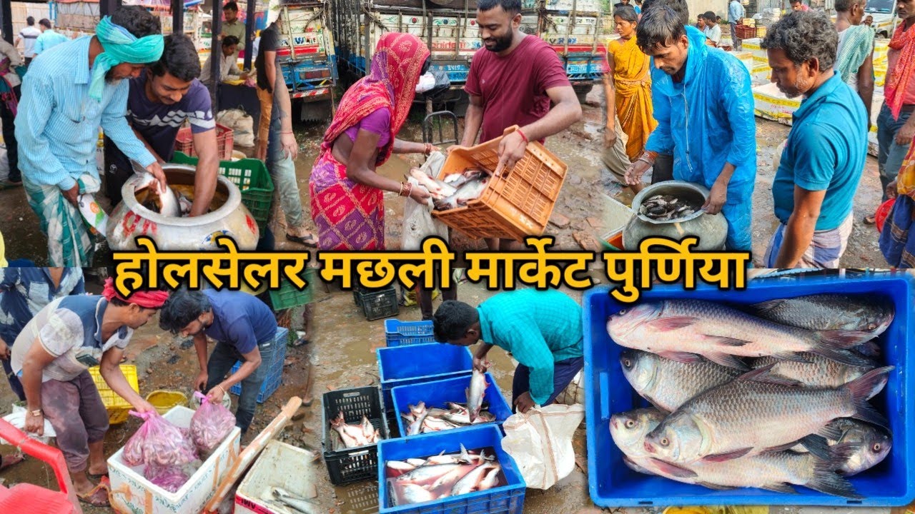  मछली होलसेलर मार्केट प्राइस बिहार |12/ /3/2026 के दिन मछली का होलसेलर रेट | FISH WHOLESALER MARKET 