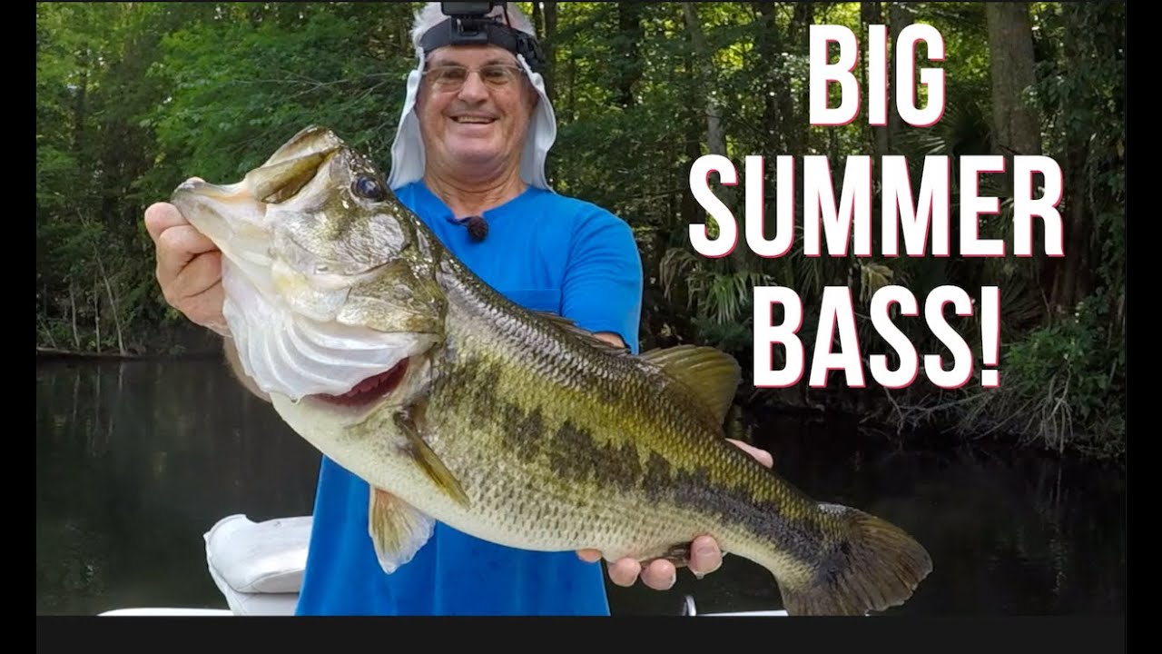Fishing The Ocklawaha For Trophy Sized Summer Bass Using Wild Shiners