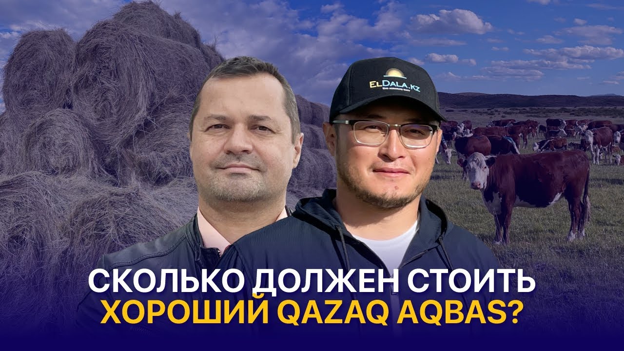 Цены на акбасов, искусственное осеменение и проблемы выбора генетики КРС в Казахстане — КХ Бектас