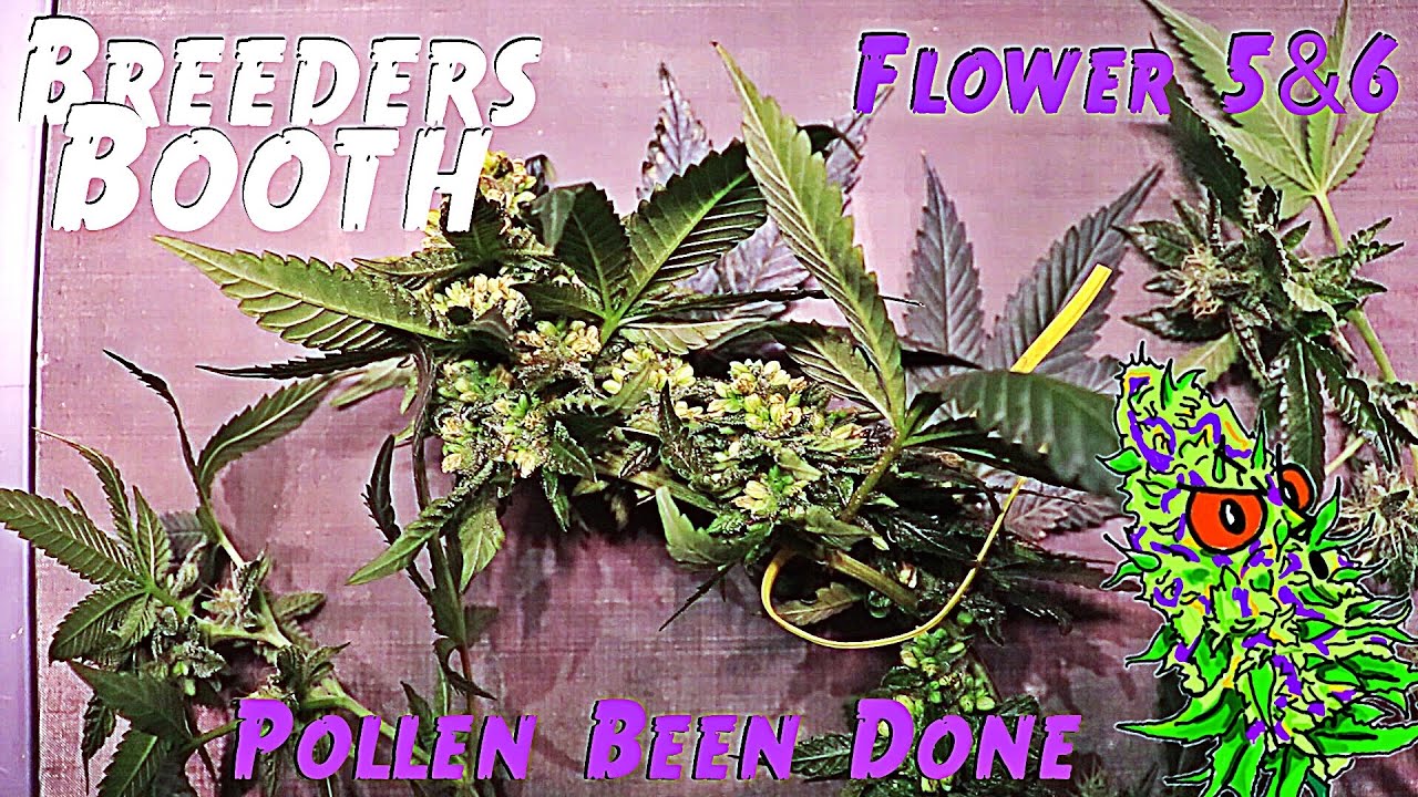 Breeders Booth Ep. 9 | Flower Weeks 5 & 6 | Pollen Been Done | How I Harvest Feminized Pollen