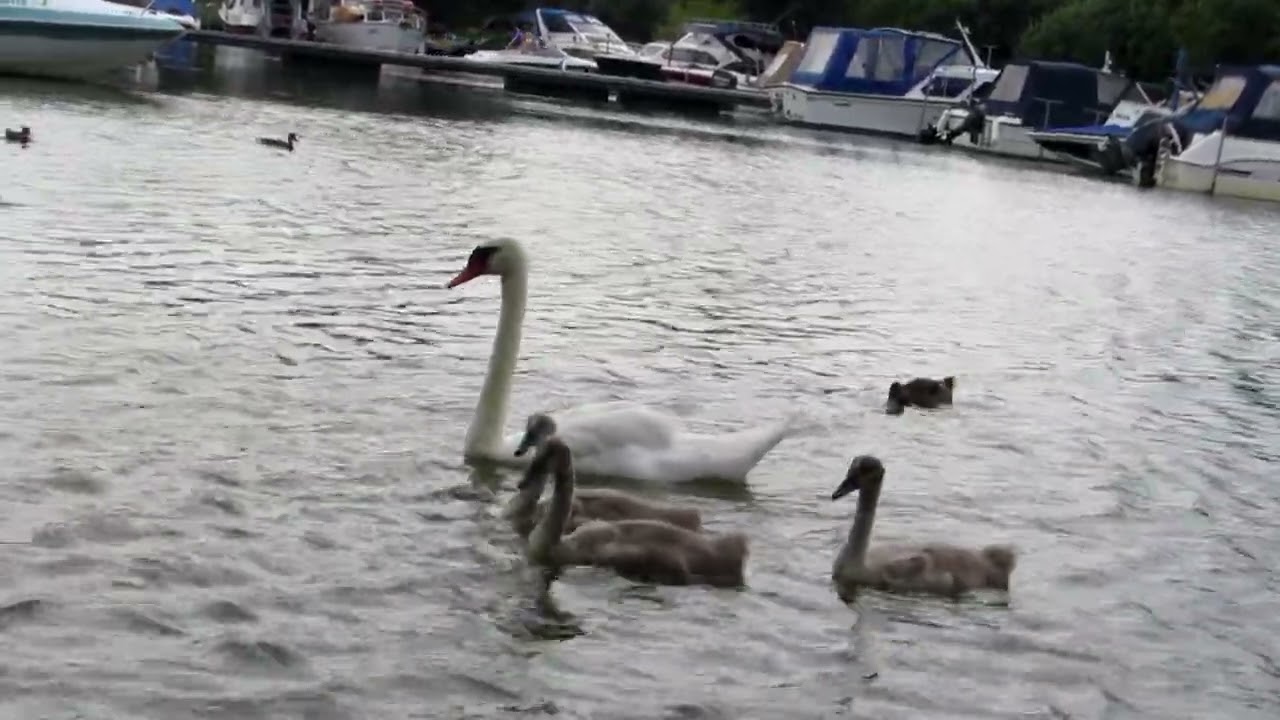 TISZA Tokaj és  Tiszanána közötti szakasza 2025