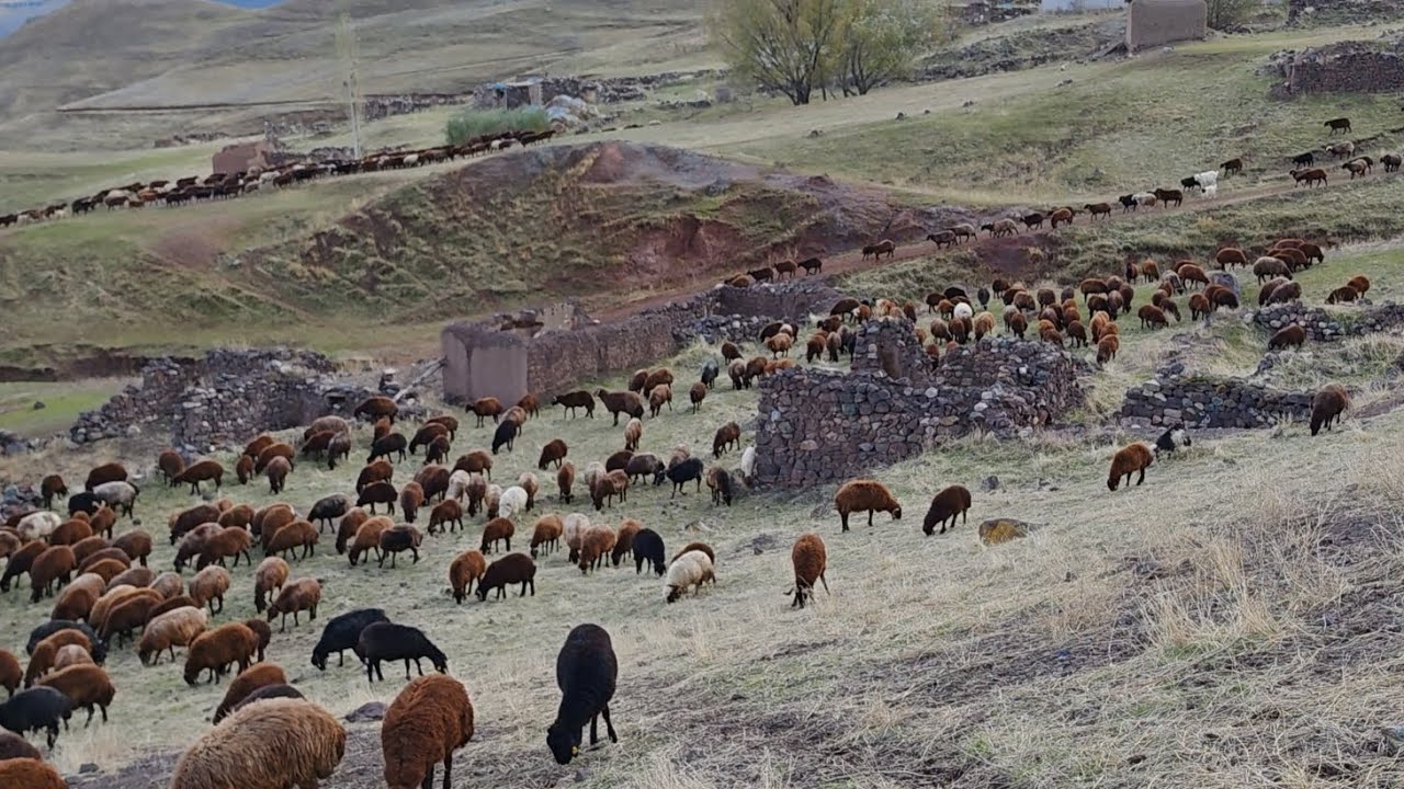 3500 KOYUNLU PİRDEMİR KÖYÜNDE GÜZEL KARELER.