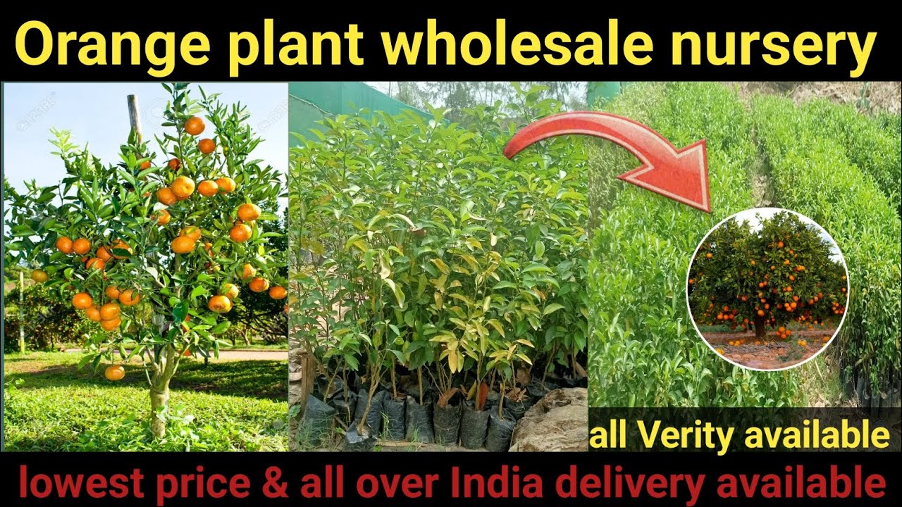 Orange plant wholesale nursery | lowest price | all over India delivery available #orangeplant