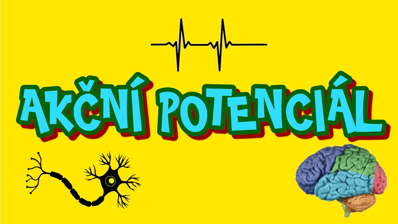 AKČNÍ POTENCIÁL: POLOPATĚ