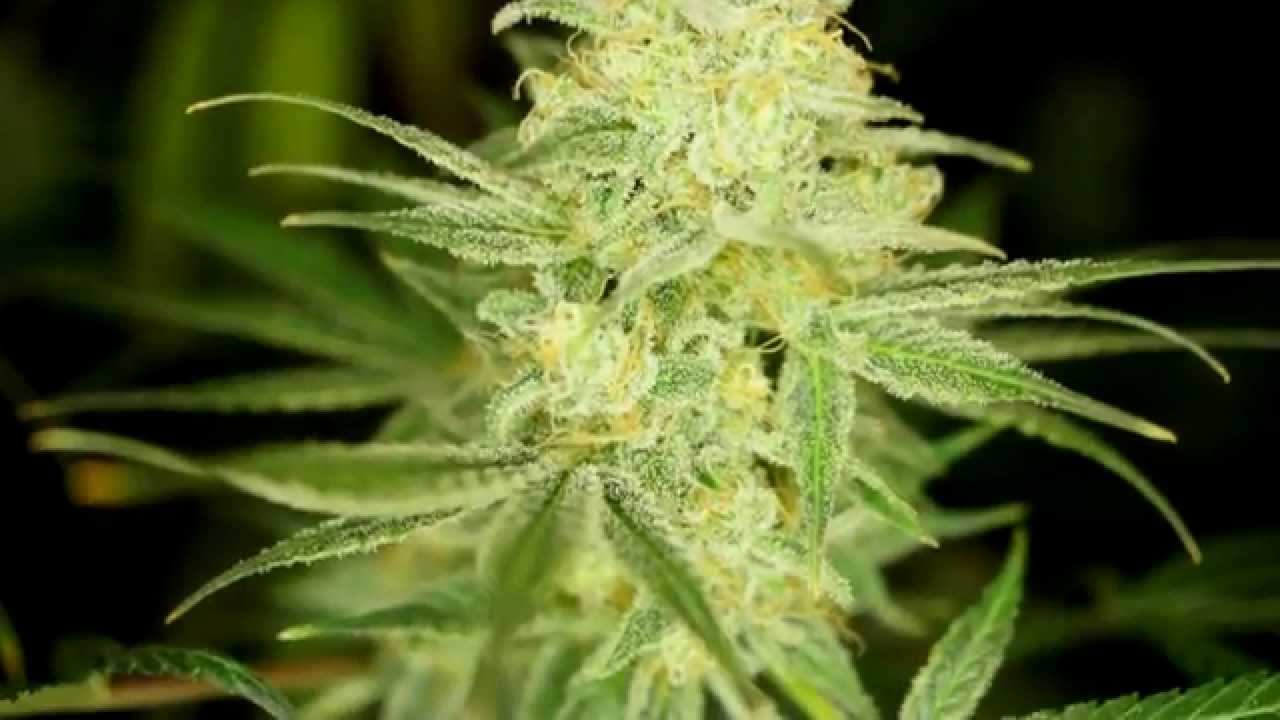 THE BEST WEED IN THE WORLD - DNA Genetics Chocolope