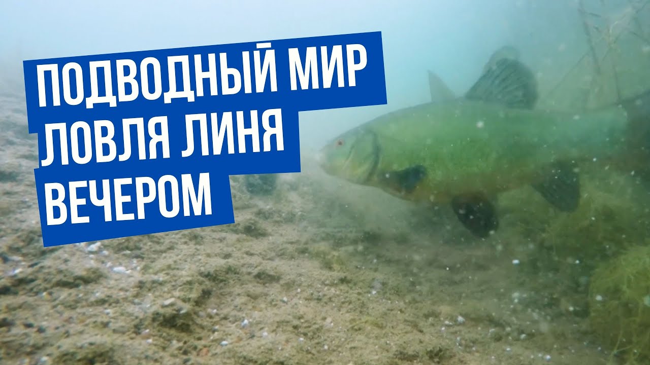 Ловля линя вечером \ Подводный мир с Владимиром Солоповым