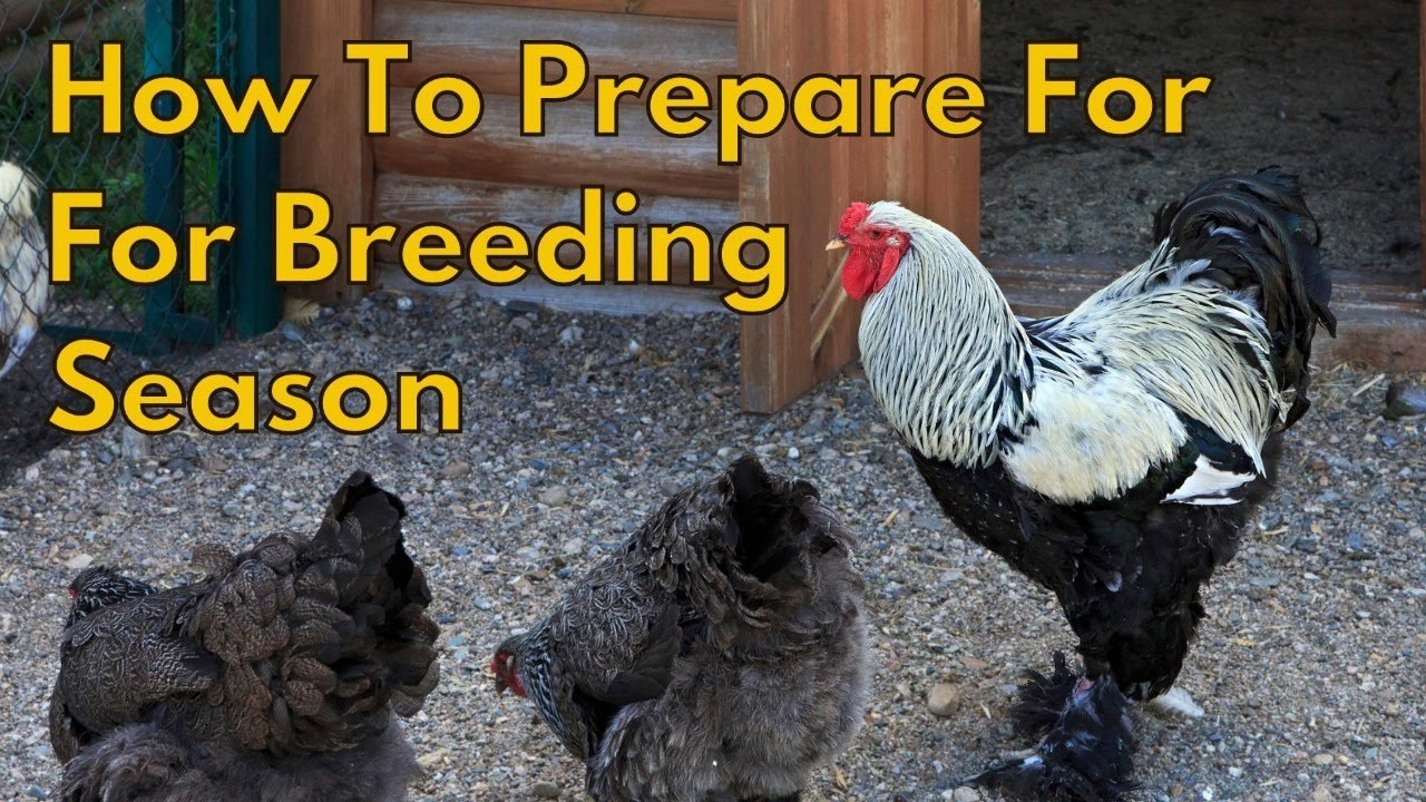 How To Prepare For Breeding Season