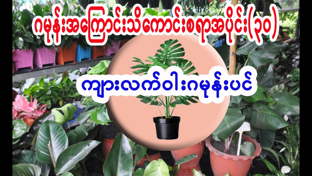 ဂမုန်းအကြောင်းသိကောင်းစရာအပိုင်း(၃၀) ကျားလက်ဝါးဂမုန်းပင်