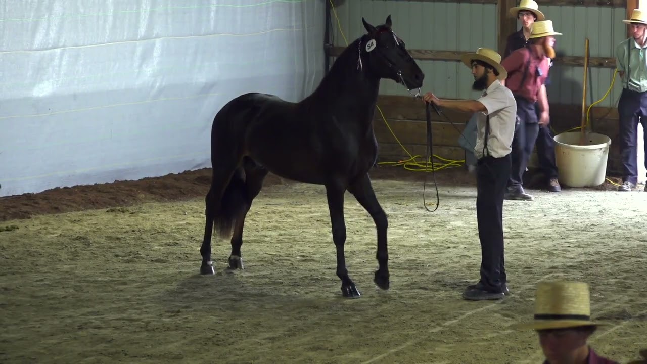 2025 Keystone Morgan Horse Sale | AuctionPro