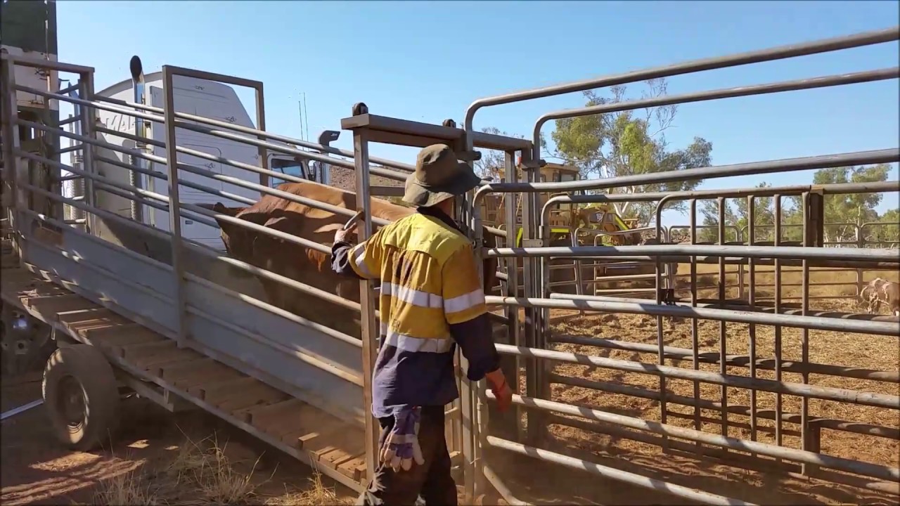 # 06   Weltreise  Cattle Mustering
