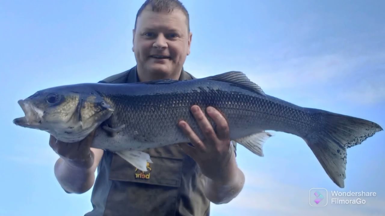 Bass fishing Ireland