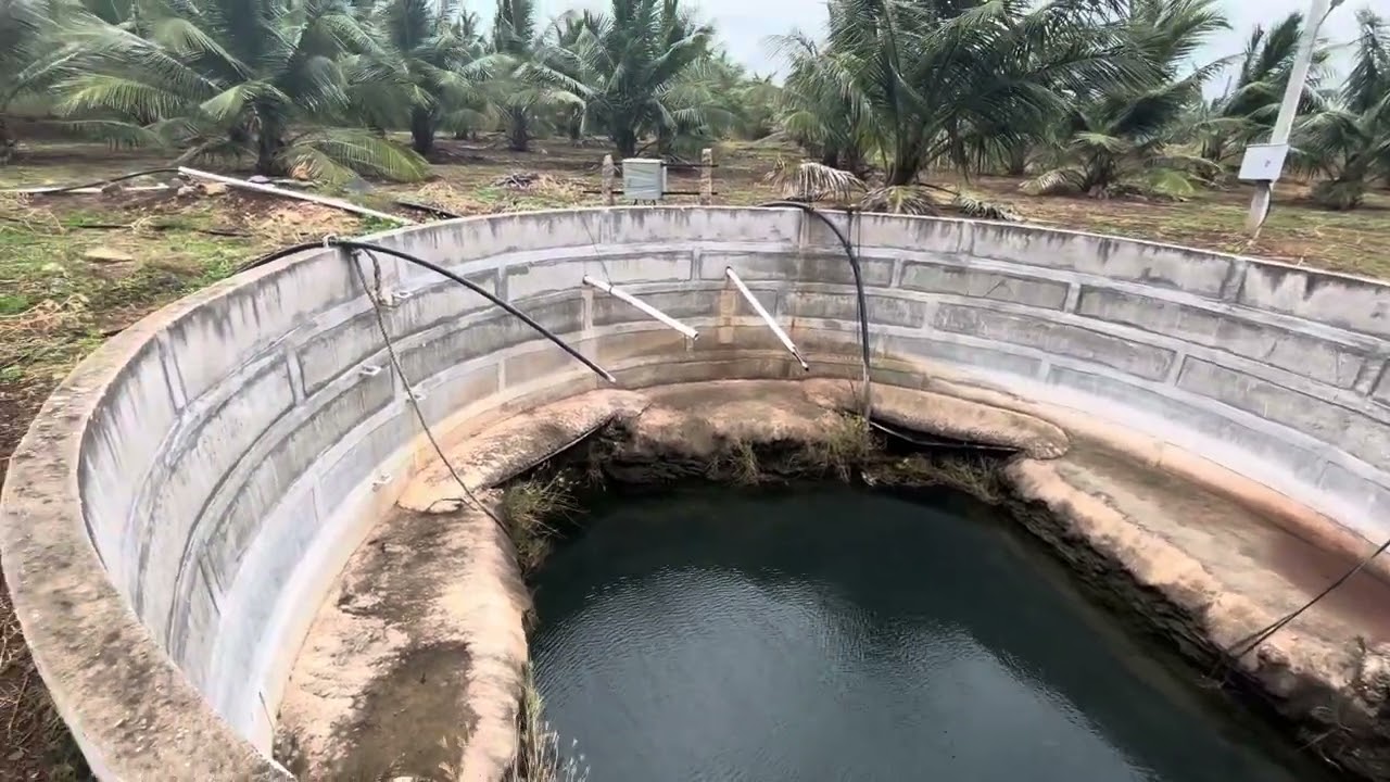 தீராத தண்ணீர் வசதி 13ஏக்கர் அழகான தென்னதோப்பு பல்லடம்toஉடுமலை மெயின் ரோடு 2km7708692020