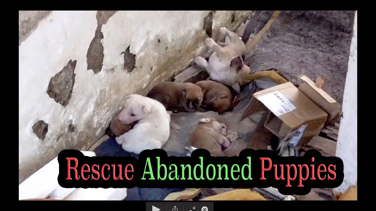 Rescue puppies dirumah yang usang yang terlantar