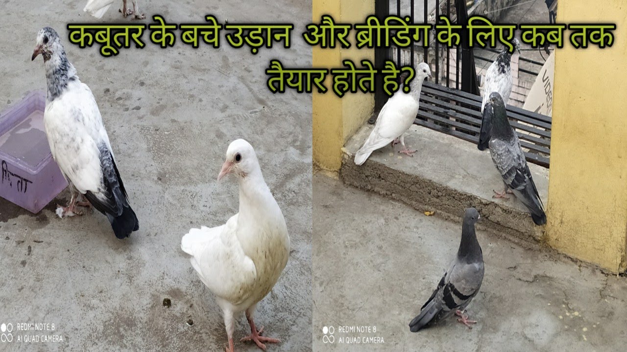 Baby Pigeon kitne mahine baad udaan aur breeding ke liye taiyar hote hai/ #pigeonmasti