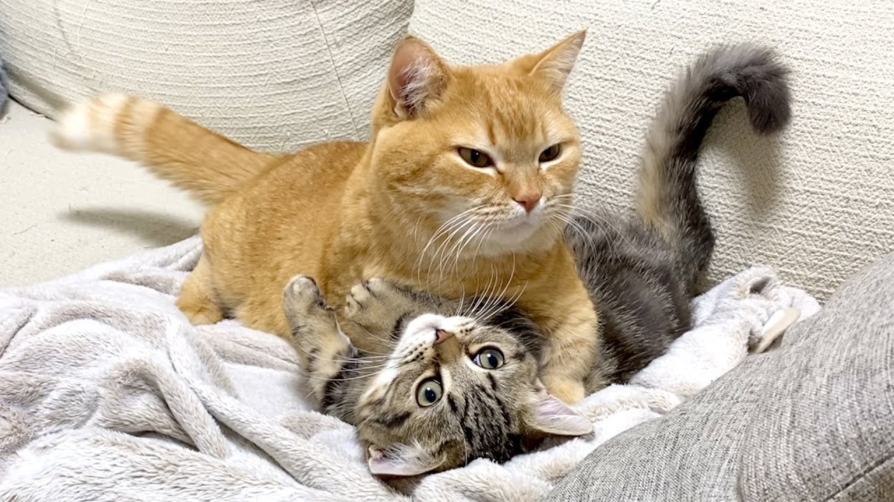 押さえ込み一本をキメる猫。（と時々助けを求める猫）