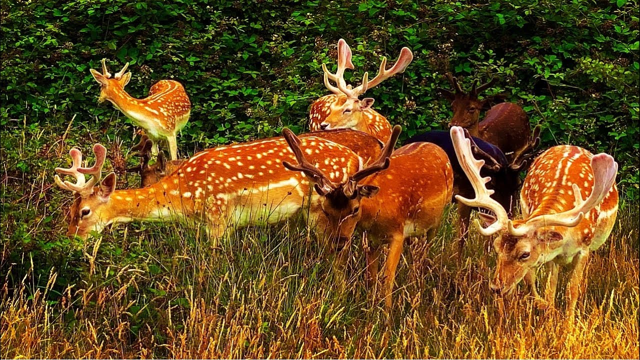 London Walk 2020 | Richmond Safari Park In London 2020