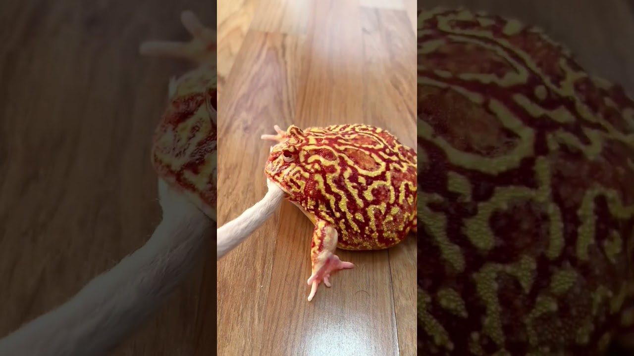 猫哥可不惯着你 #frog #funny