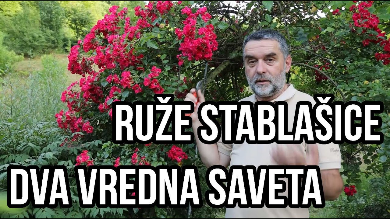 Ruže stablašice - dve stvari koje morate znati