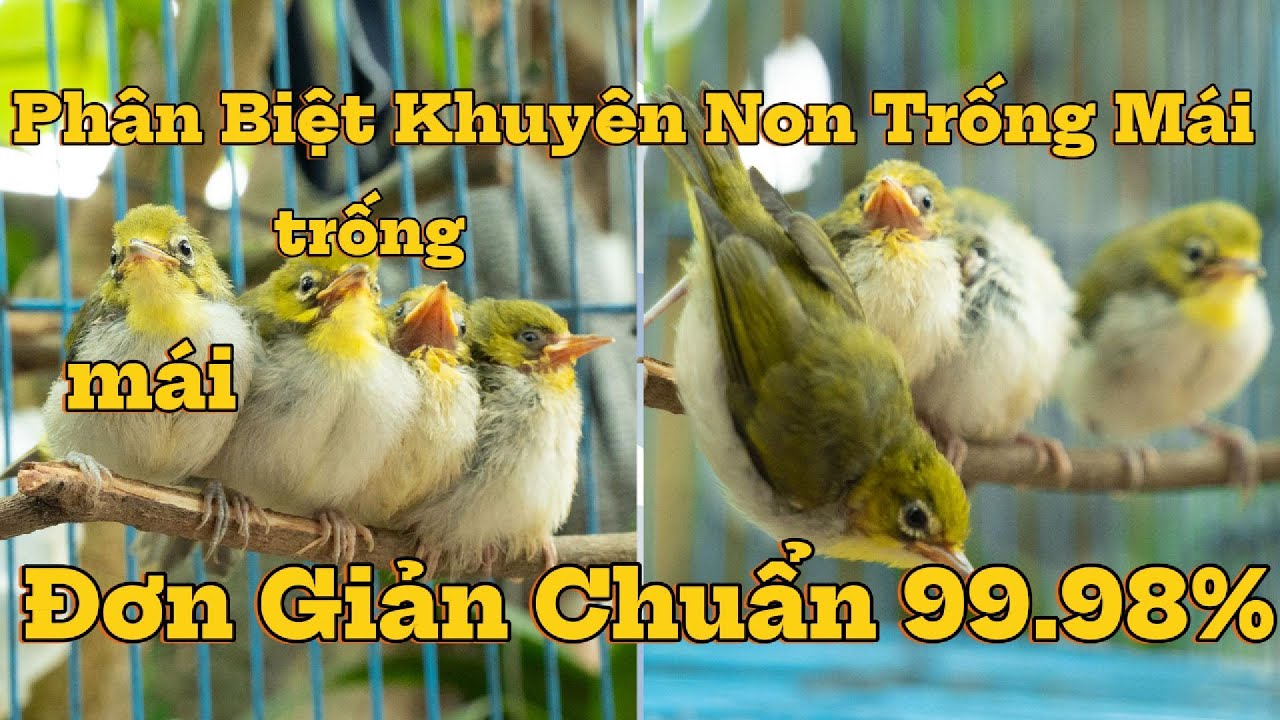 Phân Biệt Khuyên Non Trống Mái -  Đơn Giản Nhất Chuẩn 99.98%