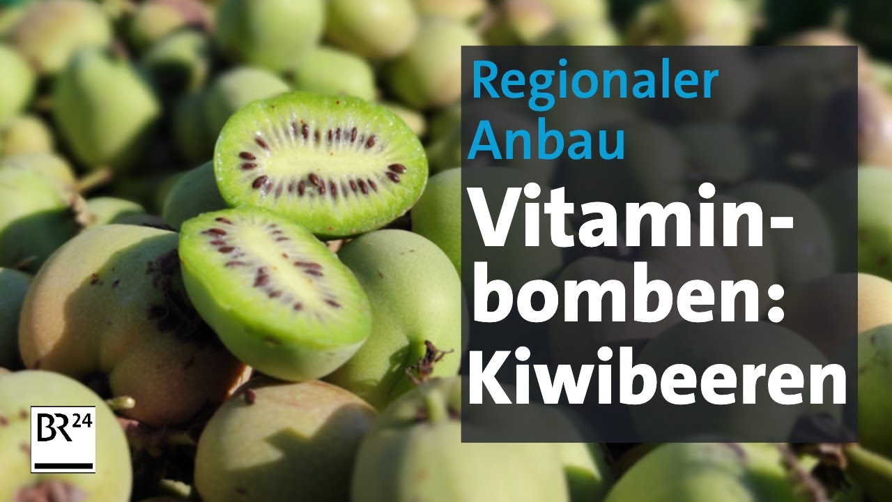 Kiwibeeren: Vitaminbomben vom Acker | Abendschau | BR24