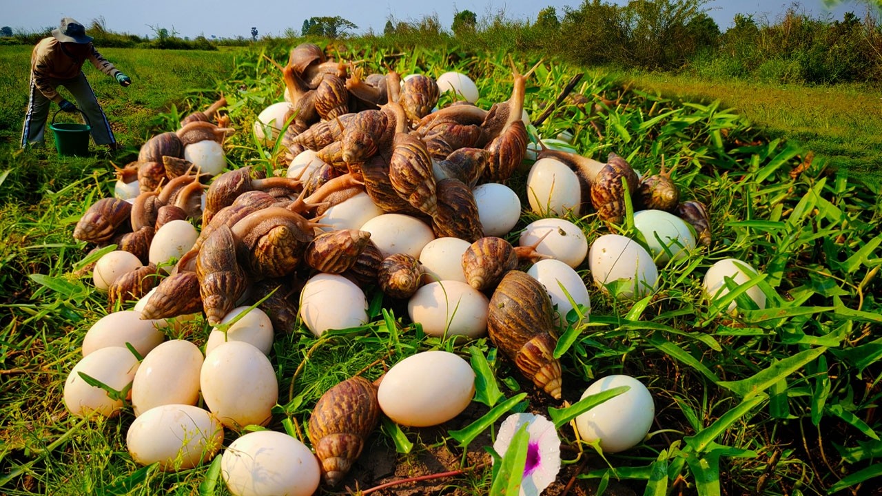 Satisfying Giant Snail Harvest on a Beautiful Morning