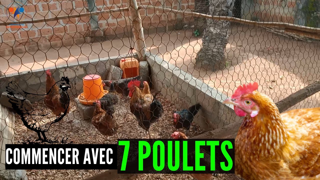 7 POULETS pour OBTENIR 65 poulets goliath en 6 MOIS (élevage de poulet en Afrique) investissement