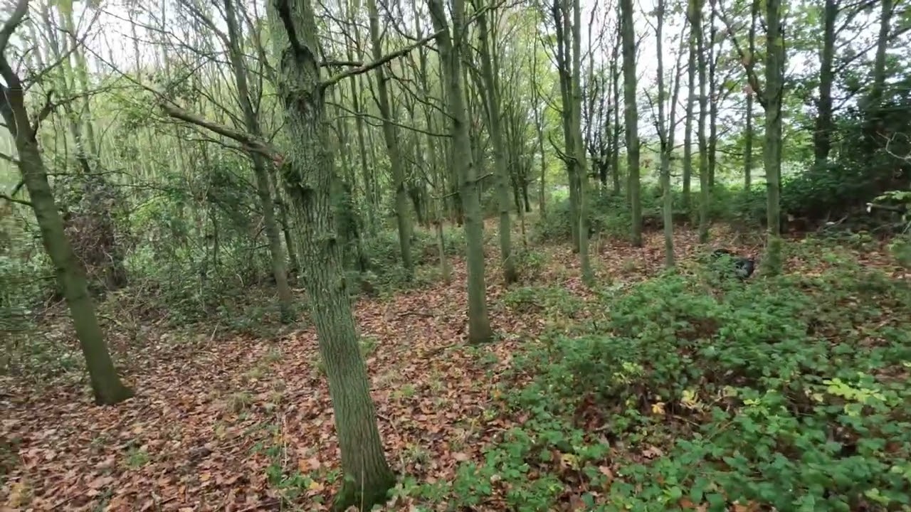 Flushing Pheasants with a Cocker Spaniel
