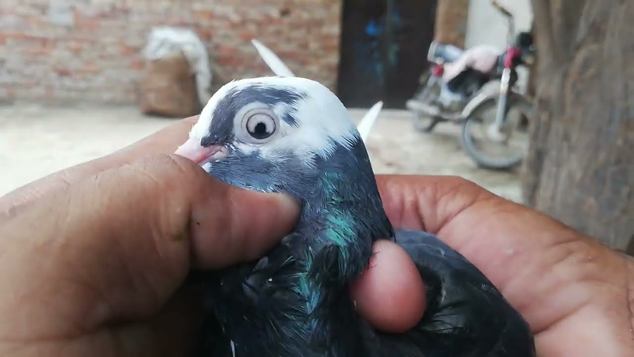 white eyes pigeons ka shok || kabootar bazi kay heray