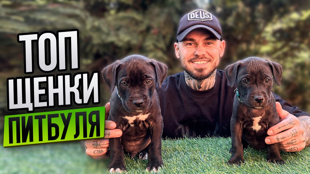 АМЕРИКАНСКИЙ ПИТБУЛЬТЕРЬЕР! ЛУЧШИЕ ЩЕНКИ