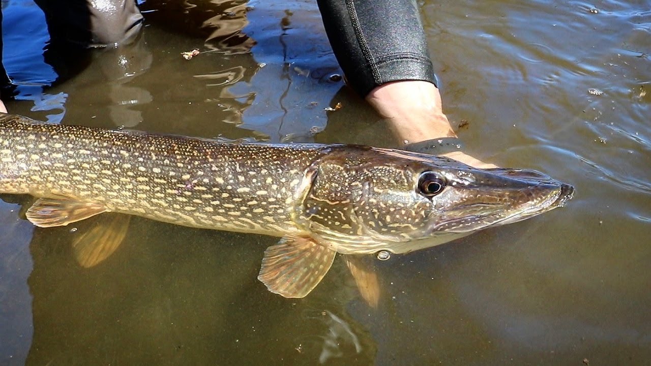 Simple but Effective - Fly Fishing AGGRESSIVE River Pike