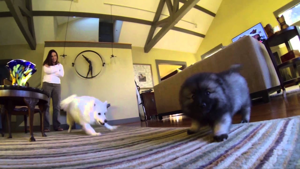 Keeshond Puppy's First Meeting with Her New Sibling