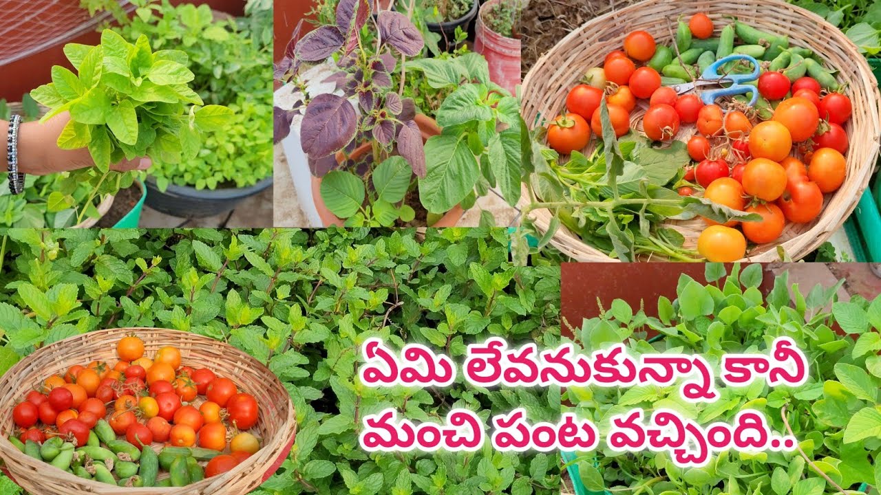 harvesting fruits and vegetables @eetharamillalu